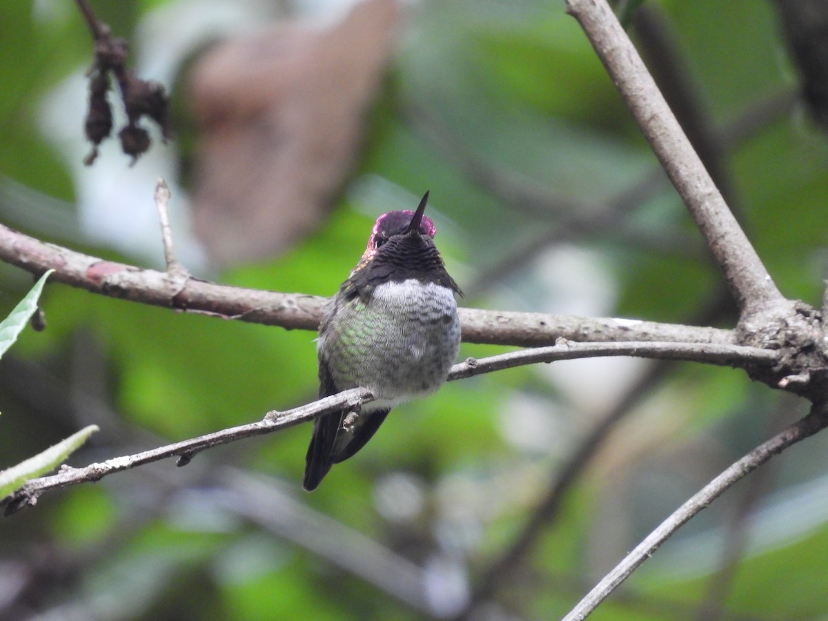 Anna's Hummingbird - ML609914493