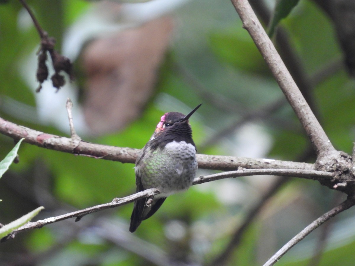 Anna's Hummingbird - L. Burkett