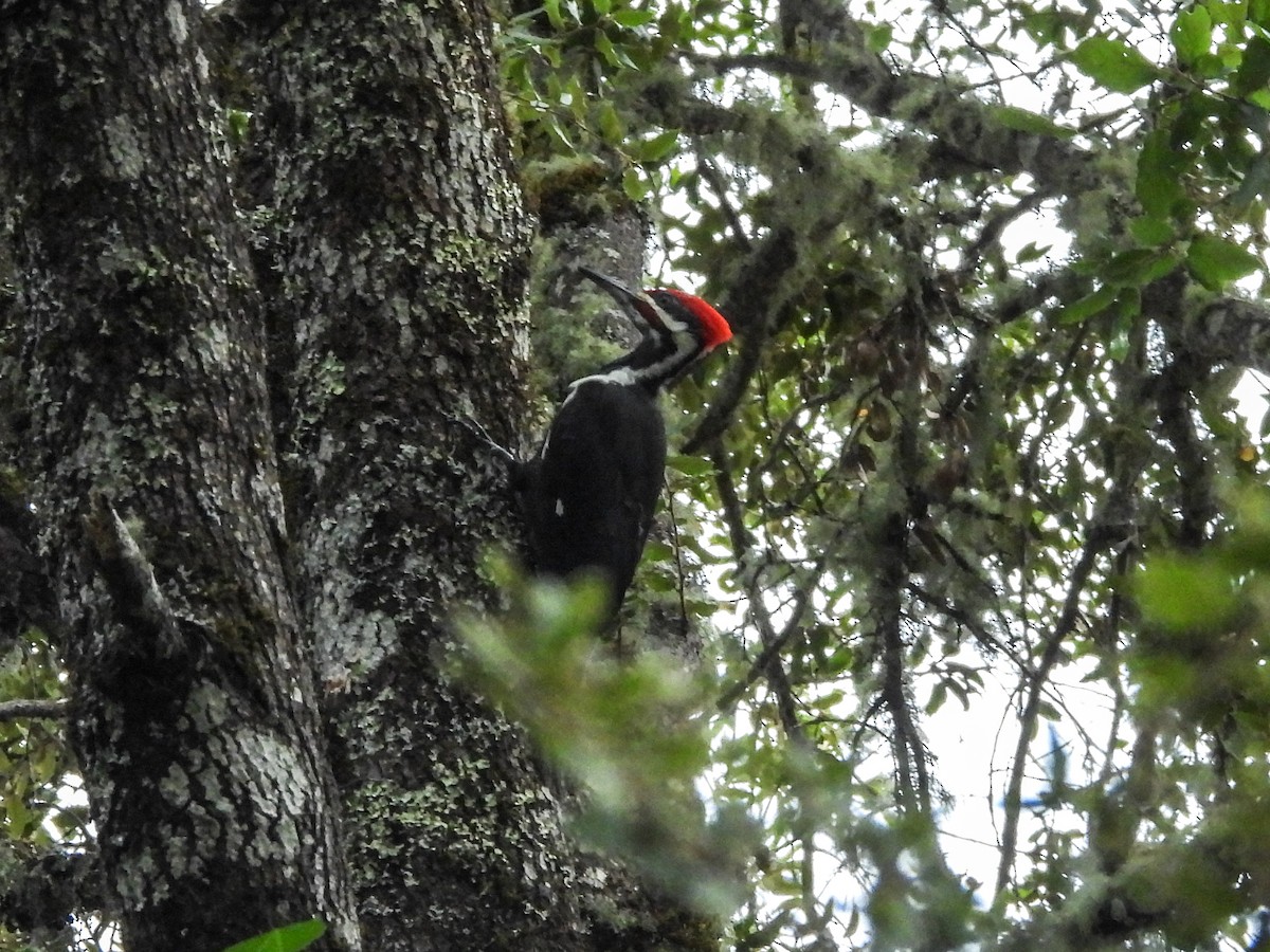 Pileated Woodpecker - L. Burkett