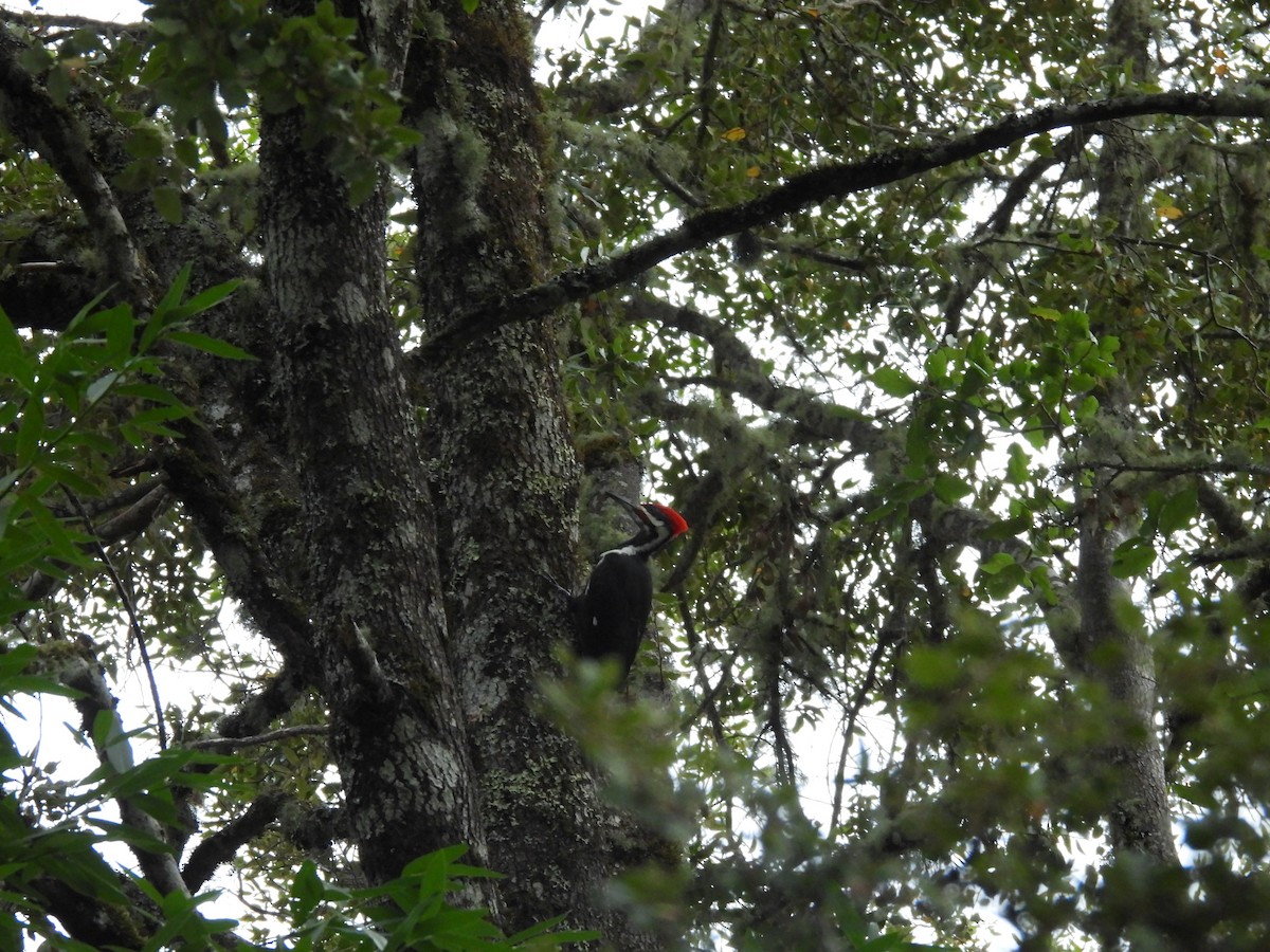 Pileated Woodpecker - L. Burkett