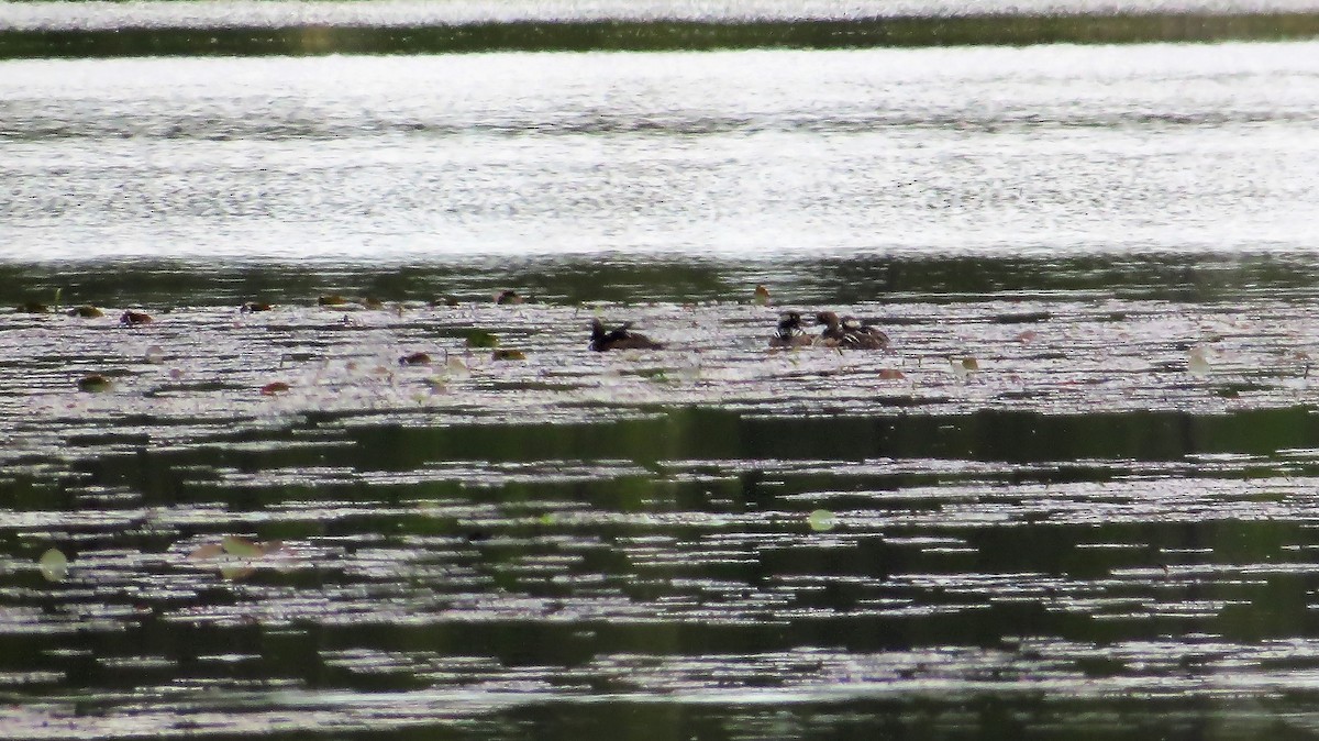 Hooded Merganser - ML60991451