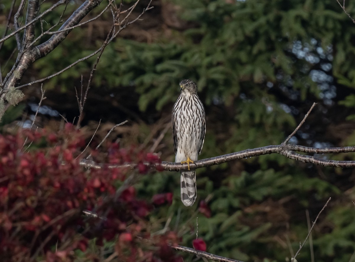 Cooper's Hawk - ML609914605