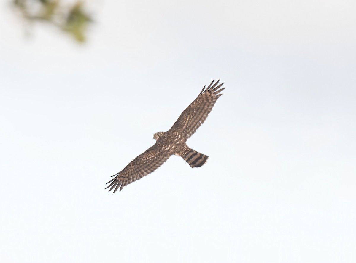 Cooper's Hawk - ML609914607