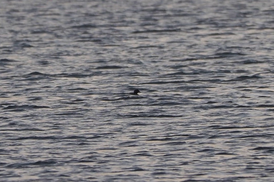 Long-tailed Duck - ML609914829