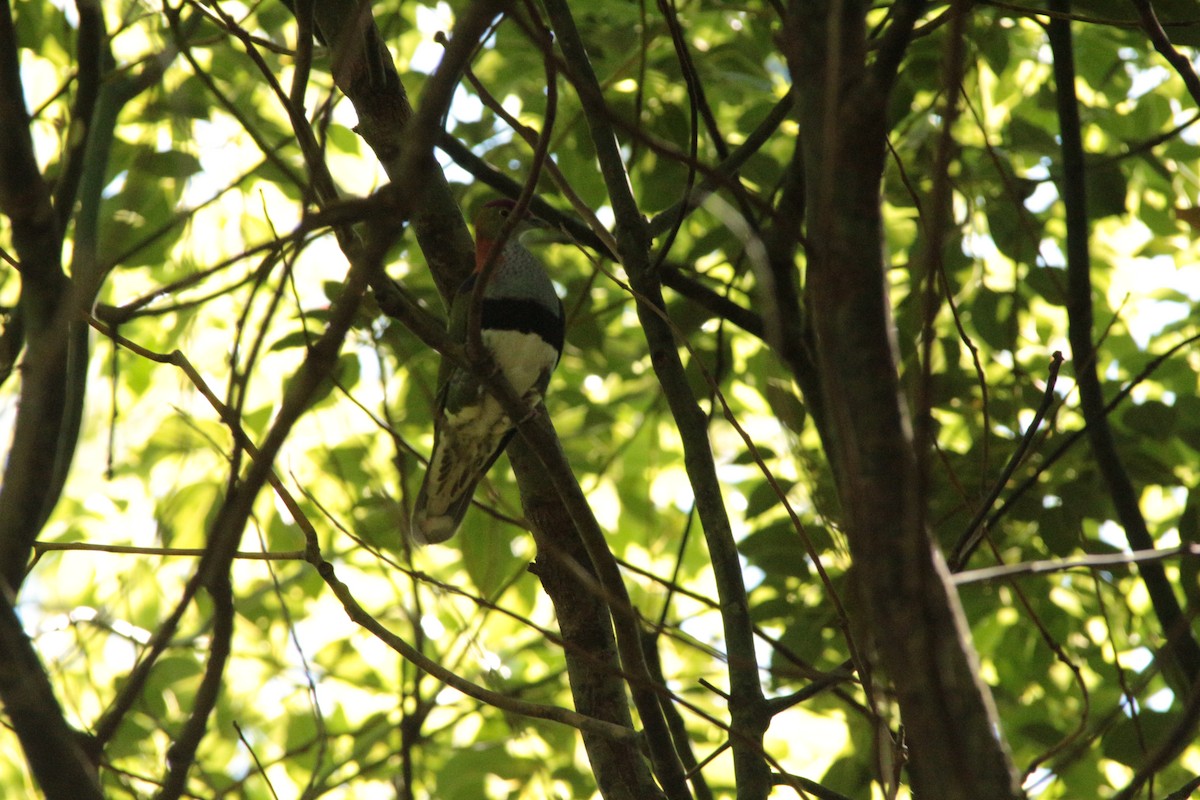 Superb Fruit-Dove - ML609914877