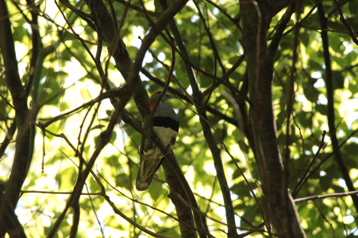 Superb Fruit-Dove - ML609914879