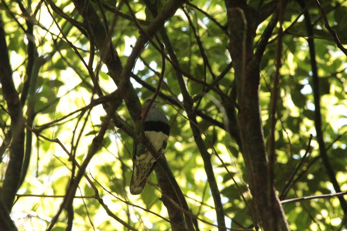 Superb Fruit-Dove - ML609914880