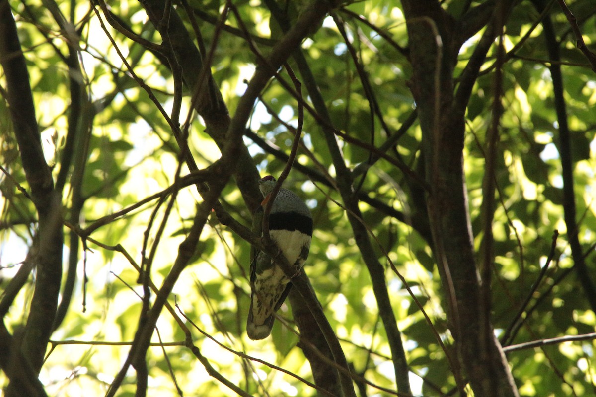 Superb Fruit-Dove - ML609914881