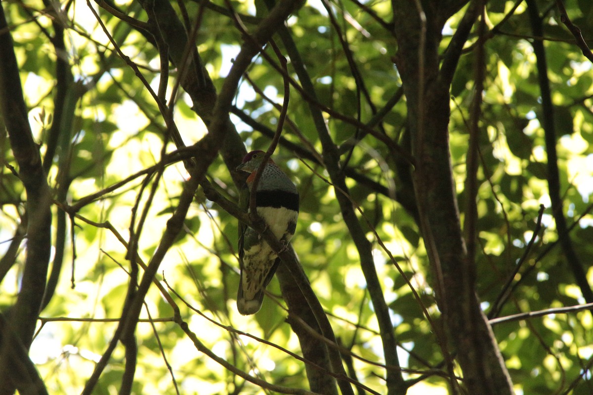 Superb Fruit-Dove - ML609914882