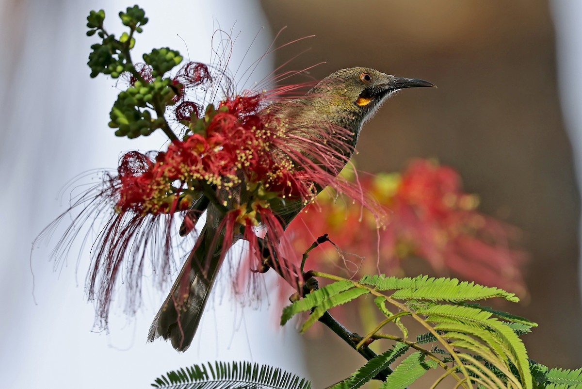 Western Wattled-Honeyeater - Phillip Edwards