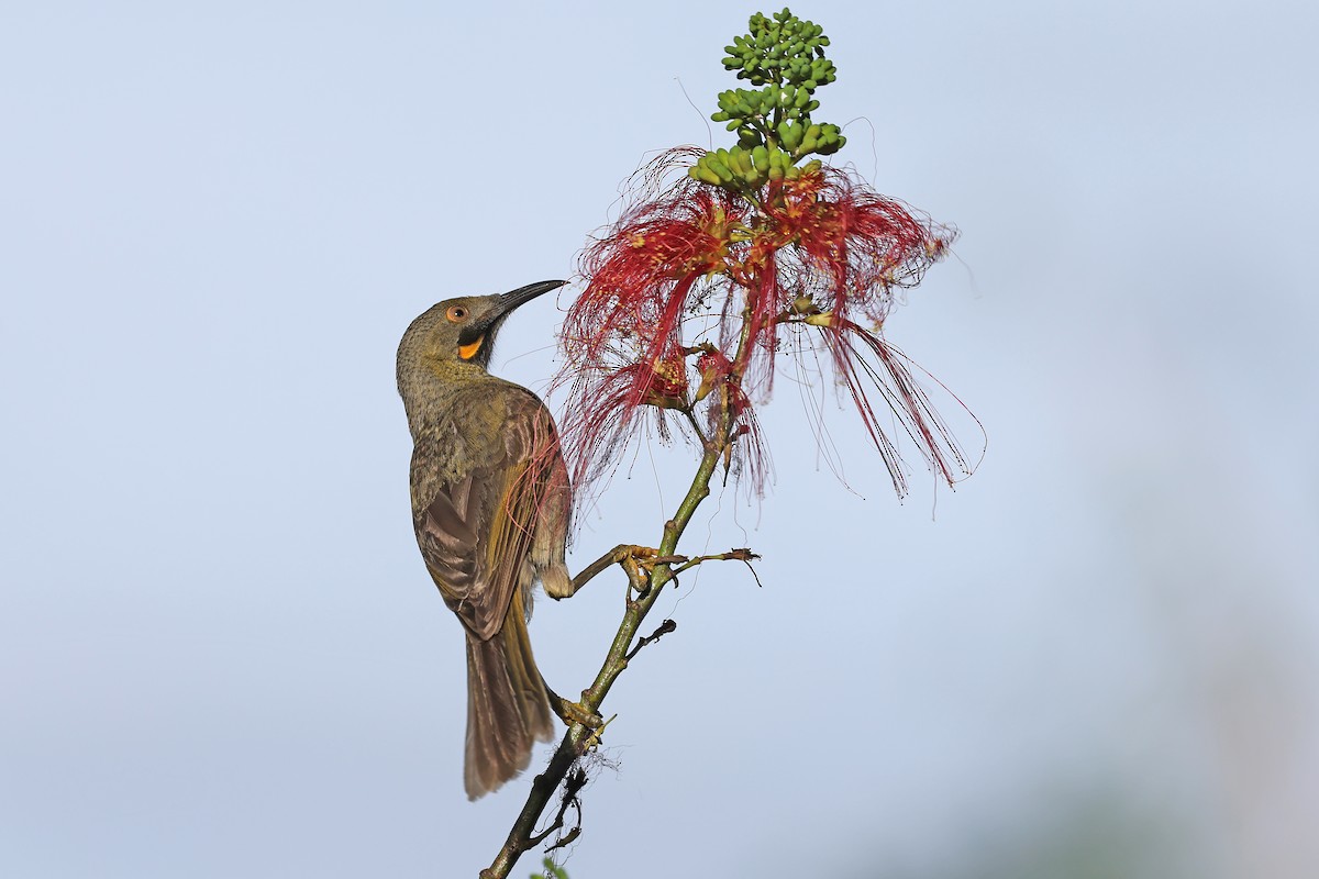 Western Wattled-Honeyeater - Phillip Edwards