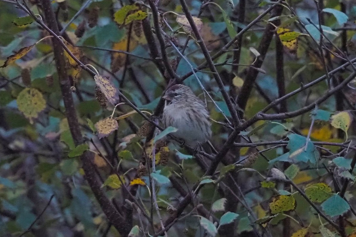 Common Redpoll - Hasan Al-Farhan