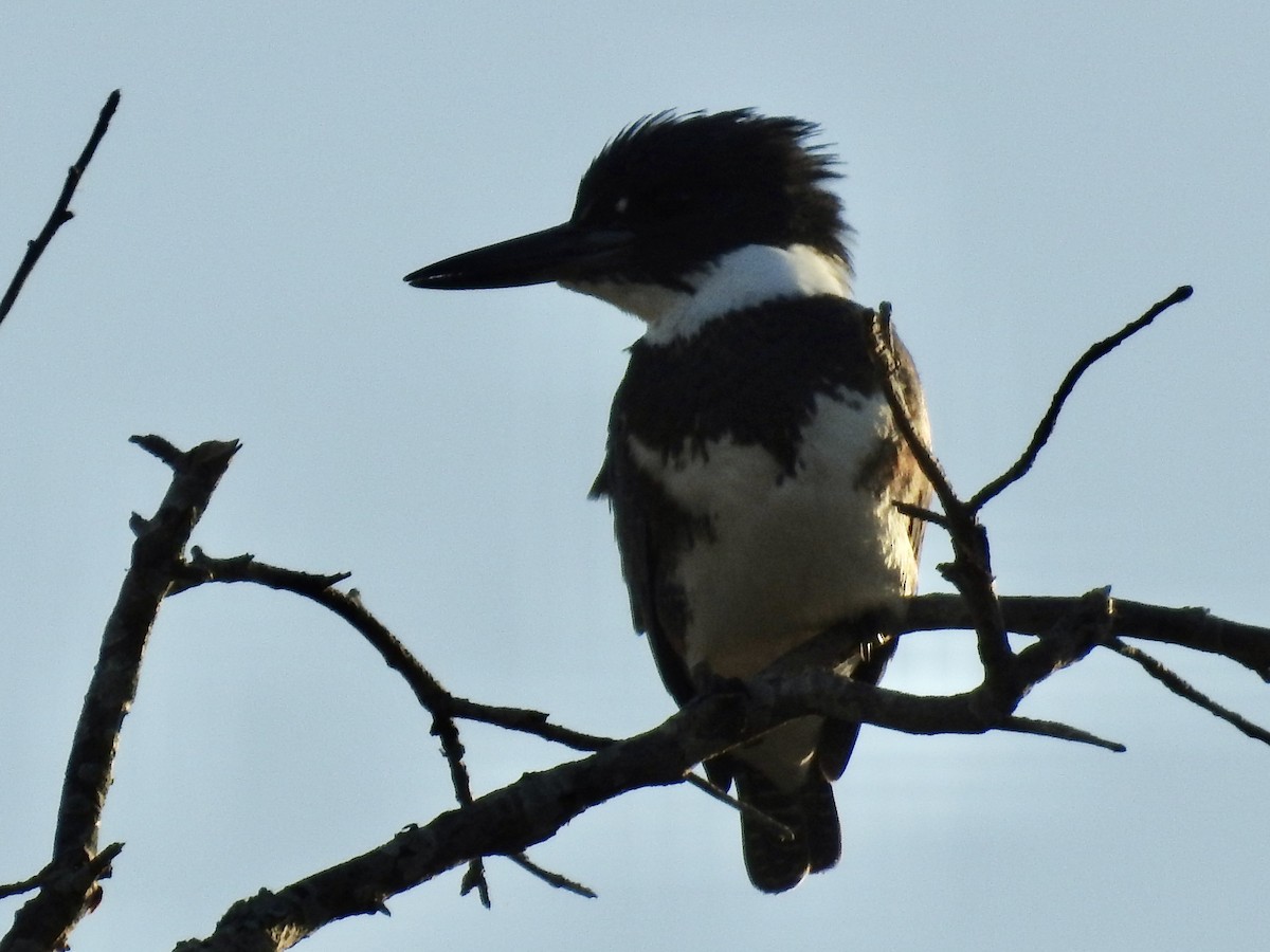 Belted Kingfisher - Laura Mae