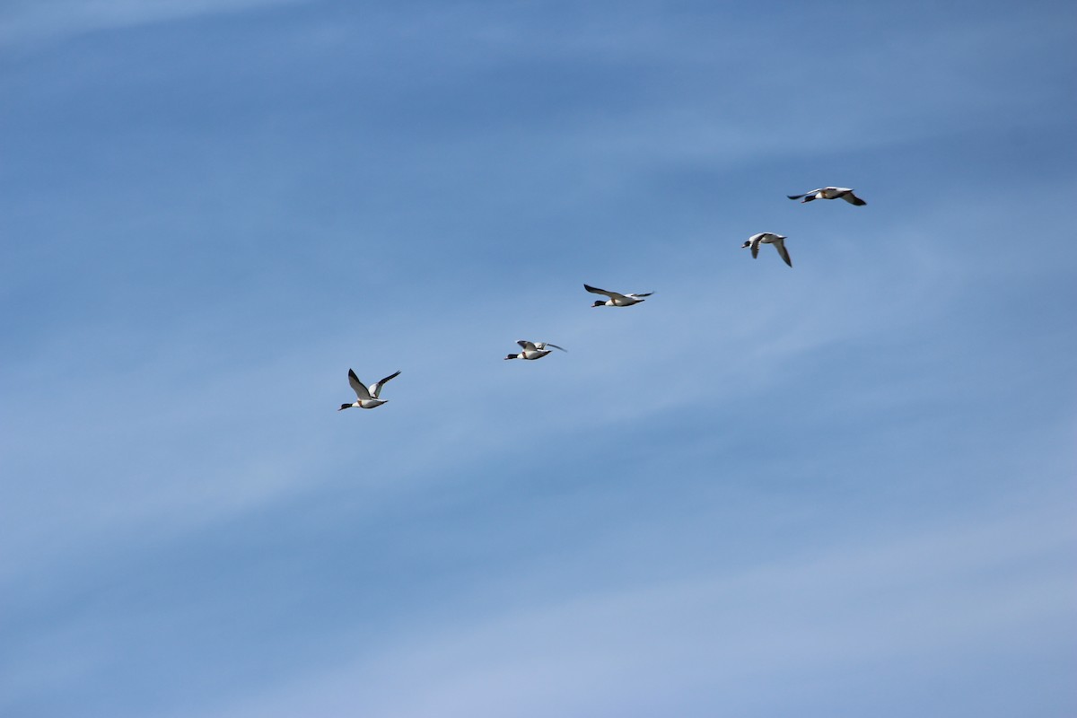 Common Shelduck - ML609915069