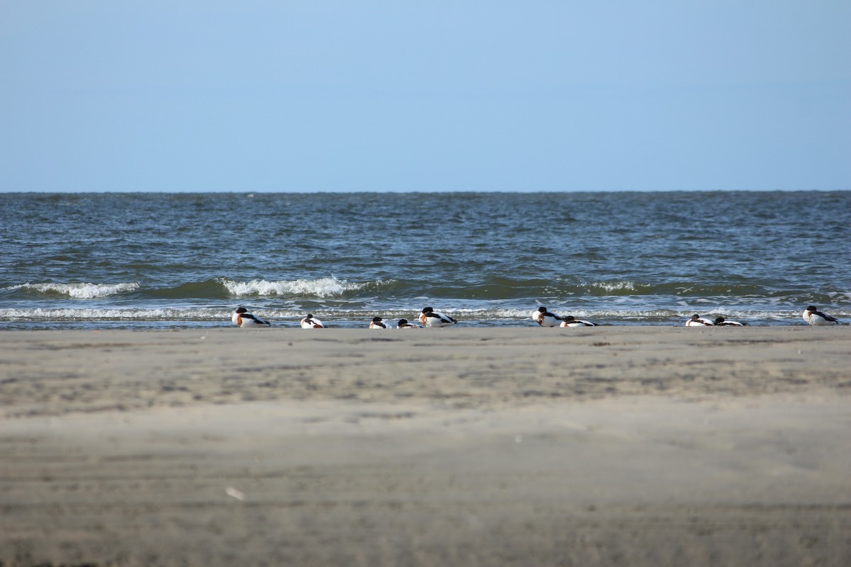 Common Shelduck - ML609915088