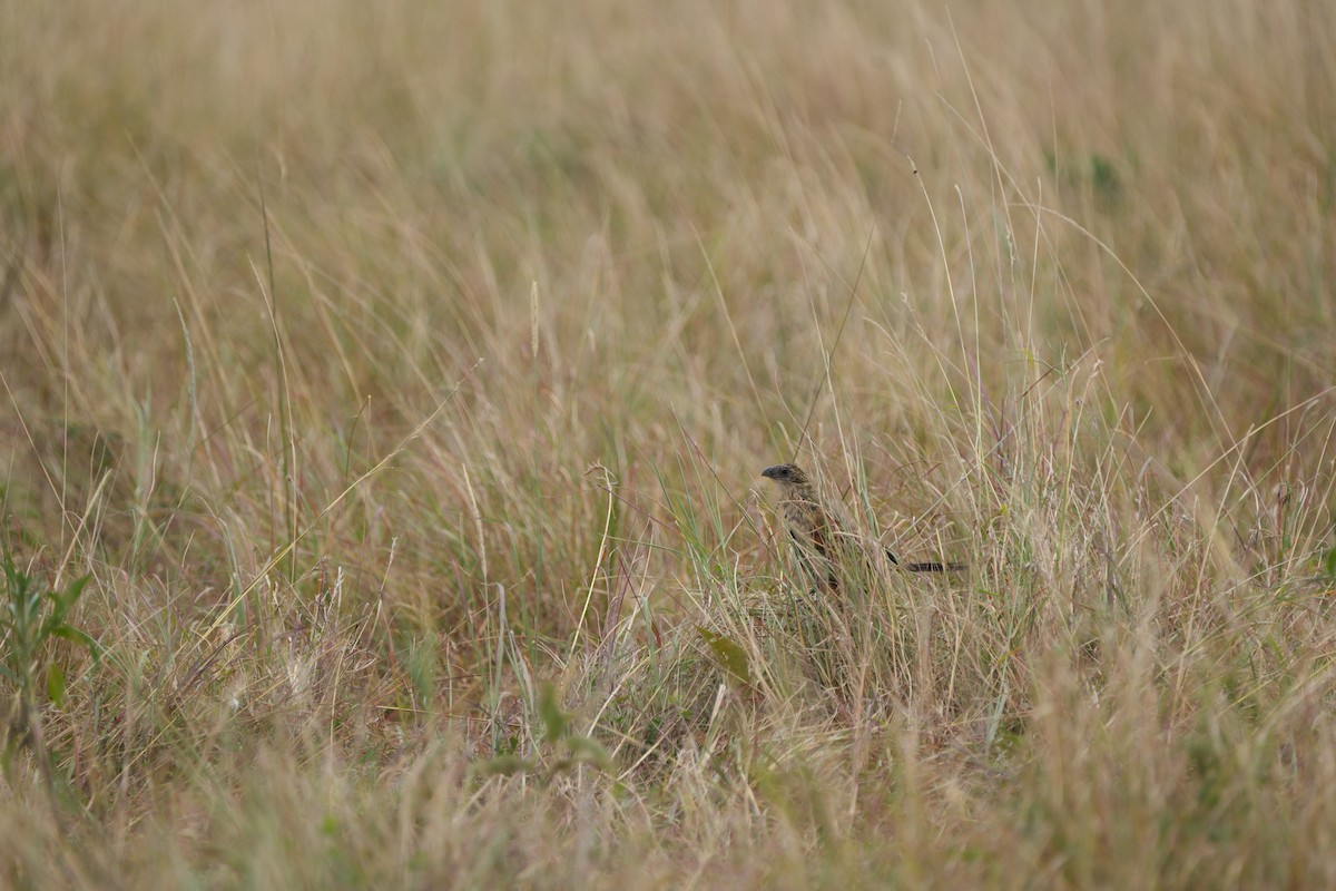 Black Coucal - ML609915123