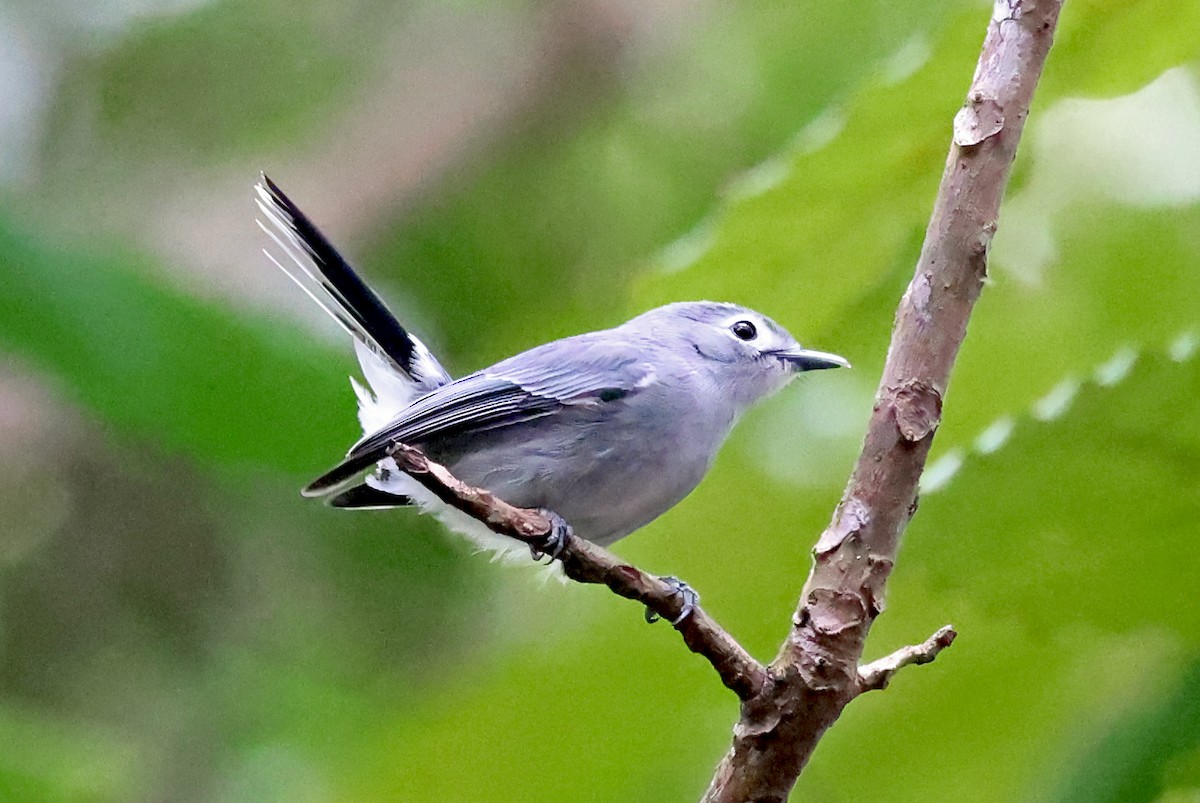 Slaty Monarch - ML609915154