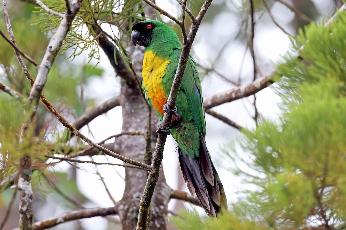 Masked Shining-Parrot - Phillip Edwards