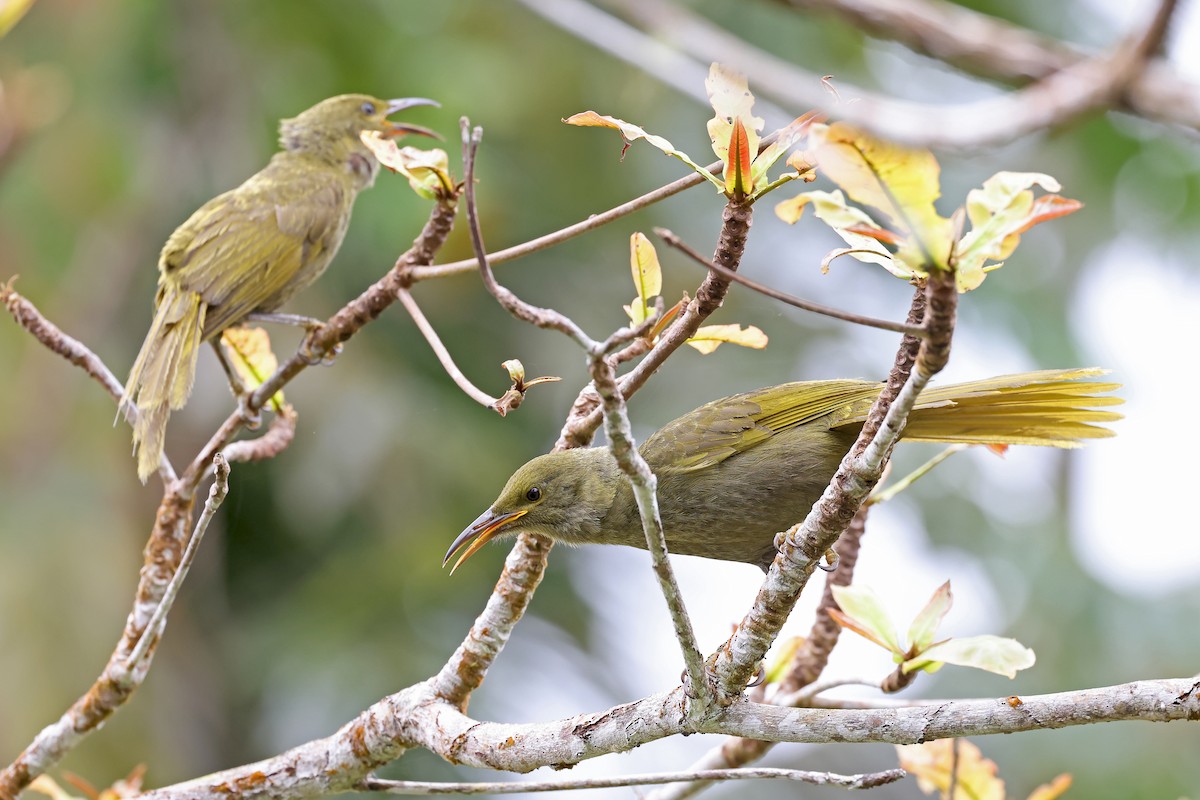 Duetting Giant-Honeyeater - ML609915242