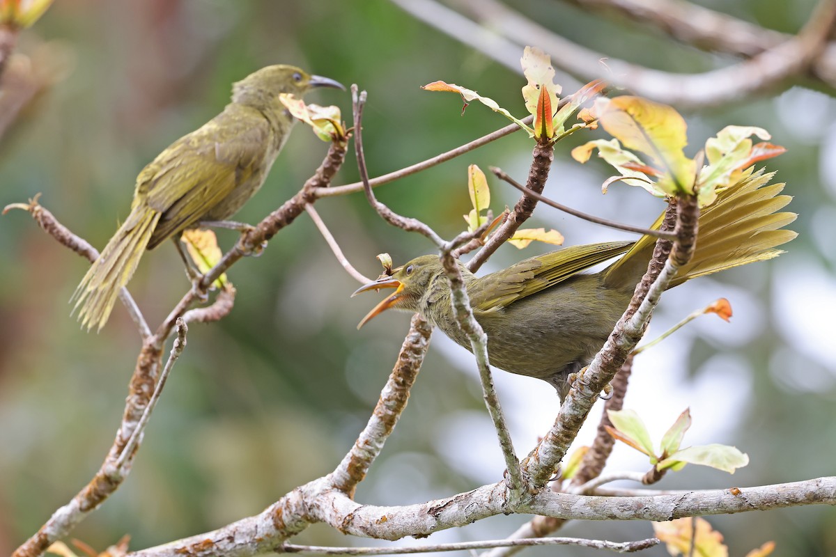 Duetting Giant-Honeyeater - ML609915244