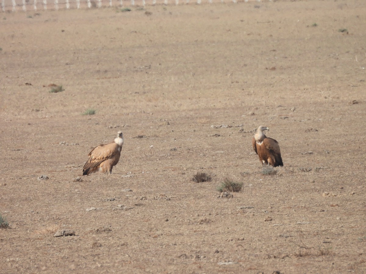 Eurasian Griffon - Jose Zarapico