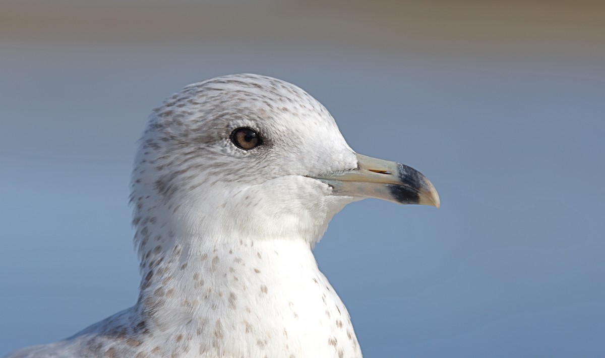 Ring-billed Gull - ML609915304