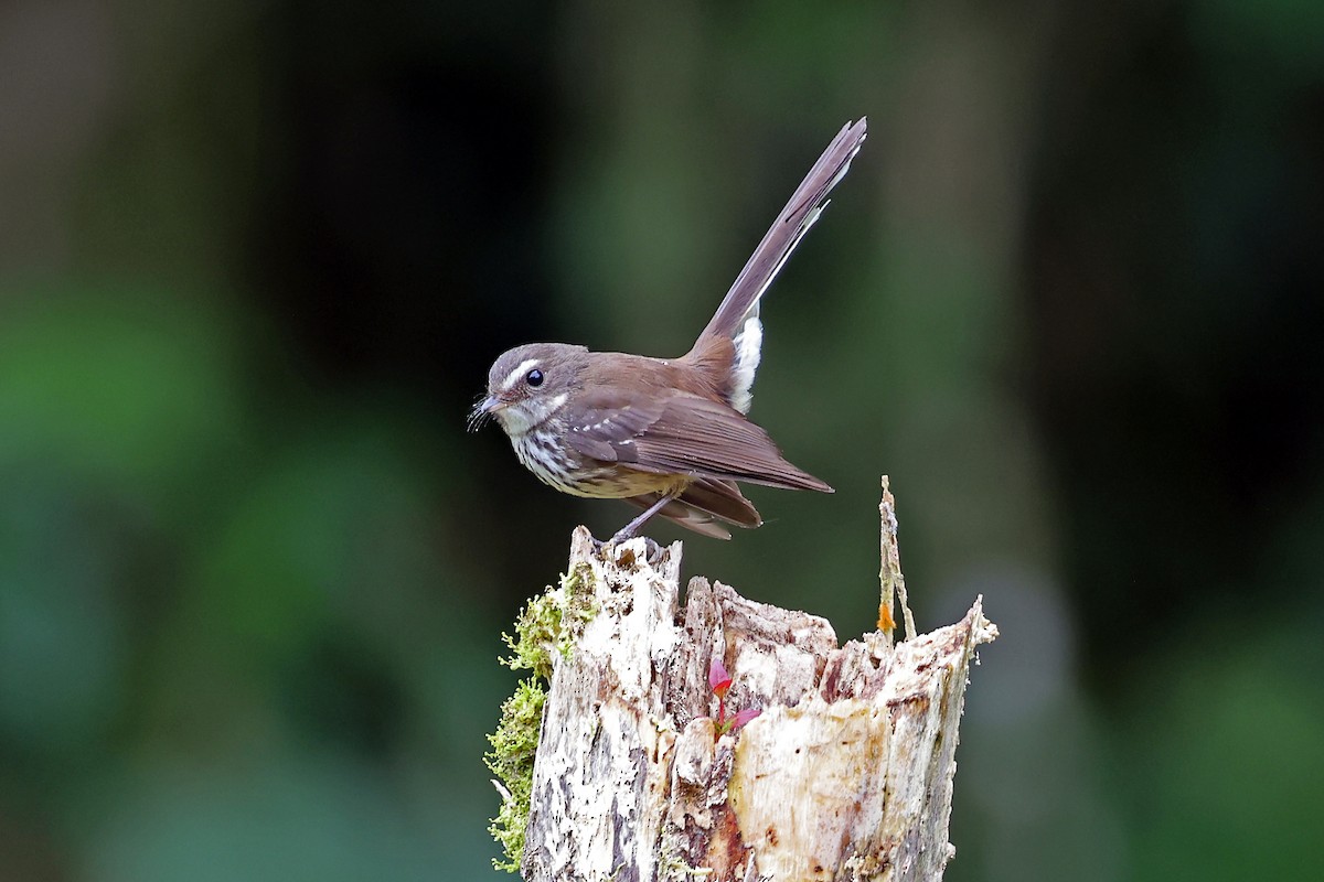 Fiji Streaked Fantail (Viti Levu) - ML609915336