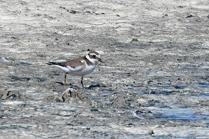 Common Ringed Plover - ML609915341