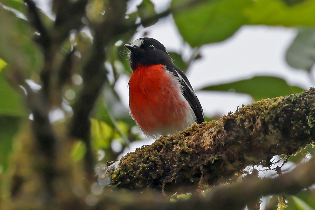 Pacific Robin - ML609915352