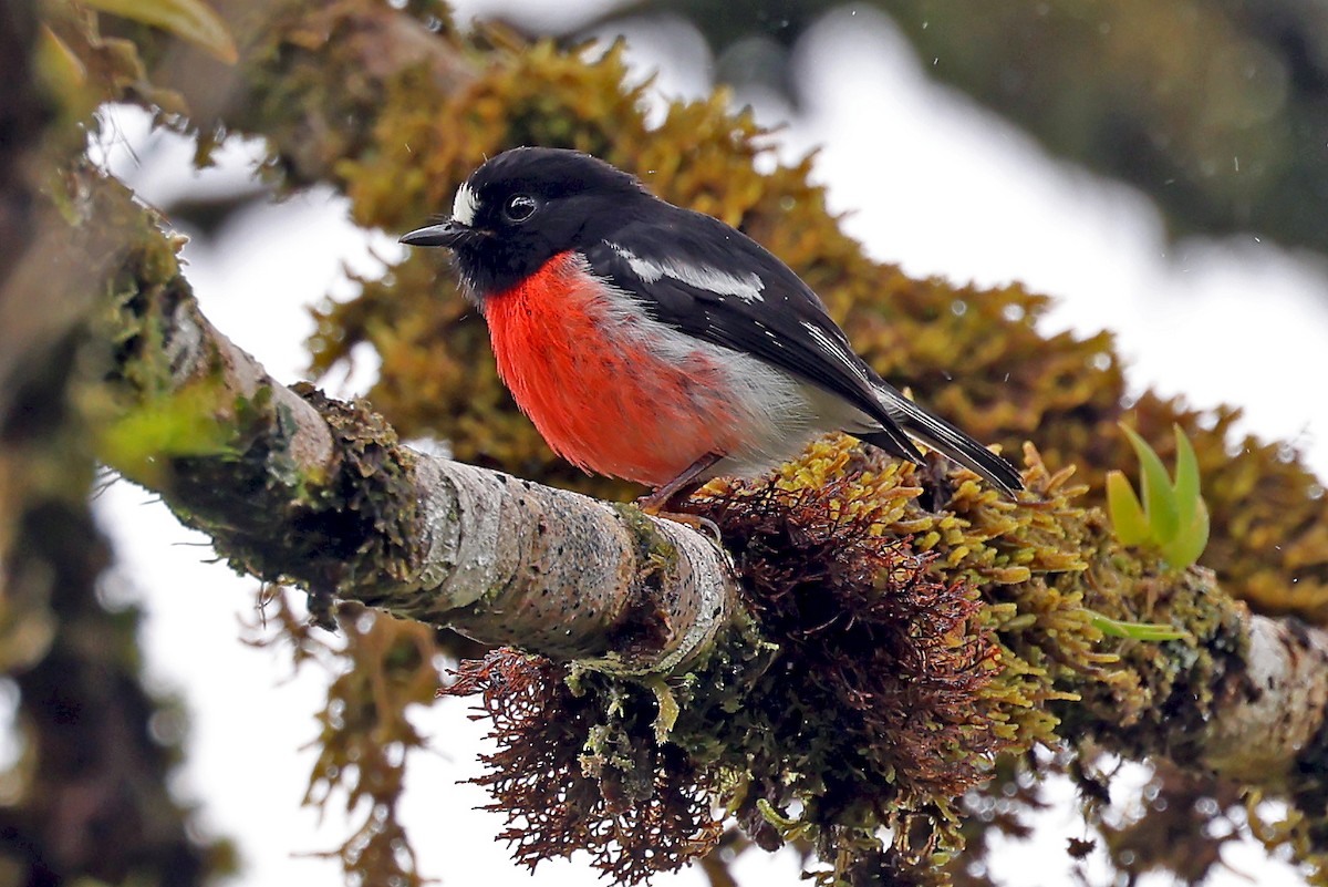 Pacific Robin - ML609915353