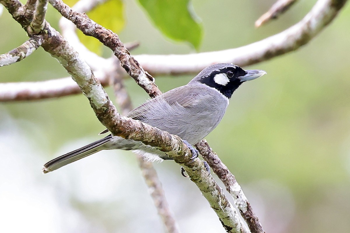 Black-throated Shrikebill - ML609915390