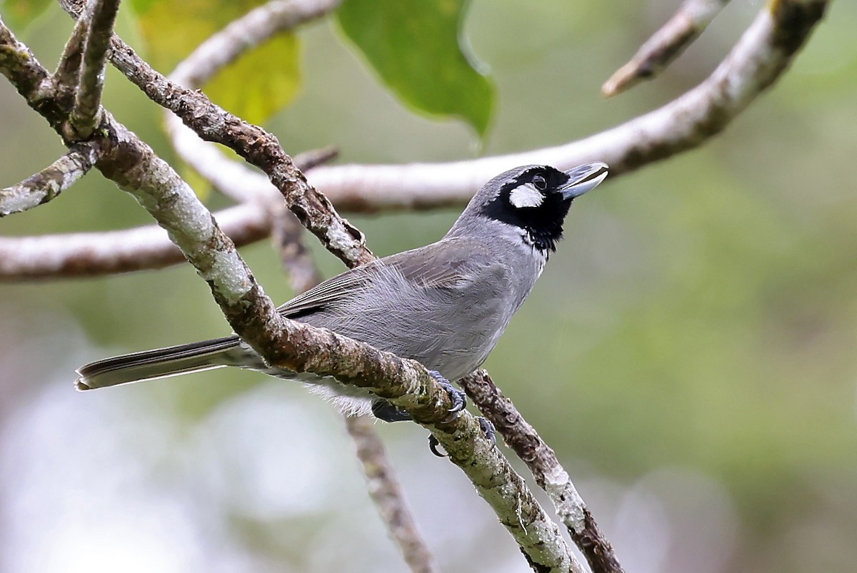 Black-throated Shrikebill - ML609915392