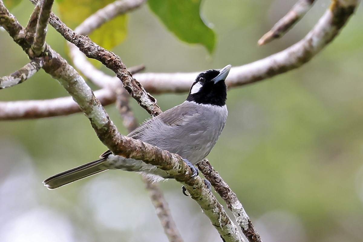 Black-throated Shrikebill - ML609915394
