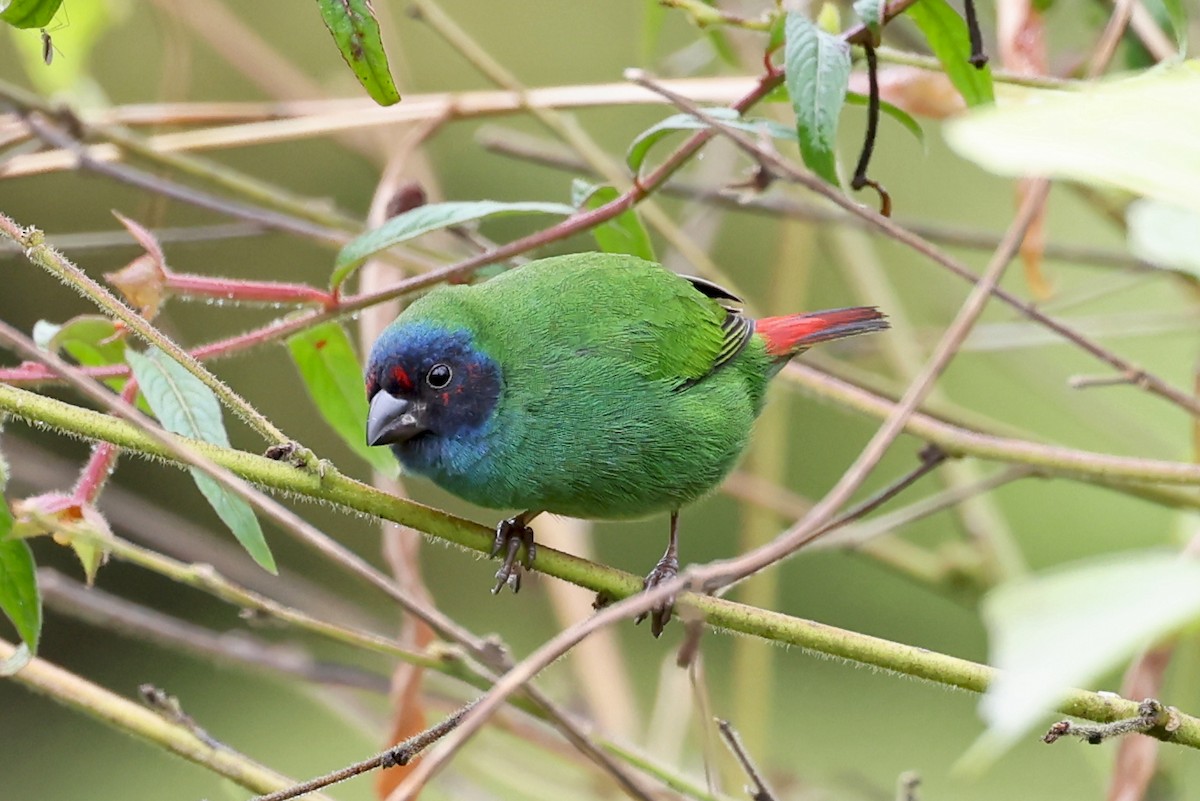 Fiji Parrotfinch - ML609915405