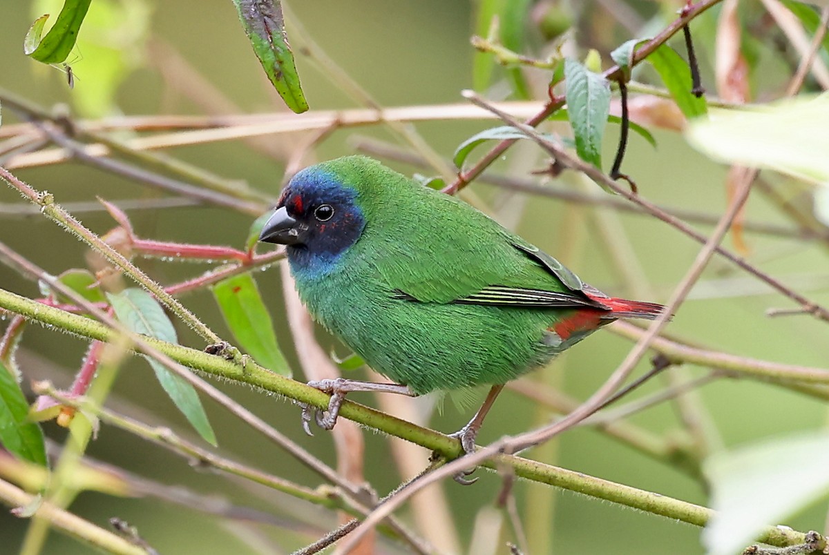 Fiji Parrotfinch - ML609915406