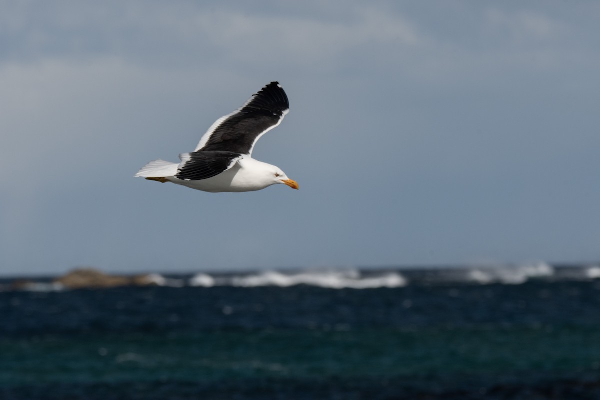 Kelp Gull - ML609915494