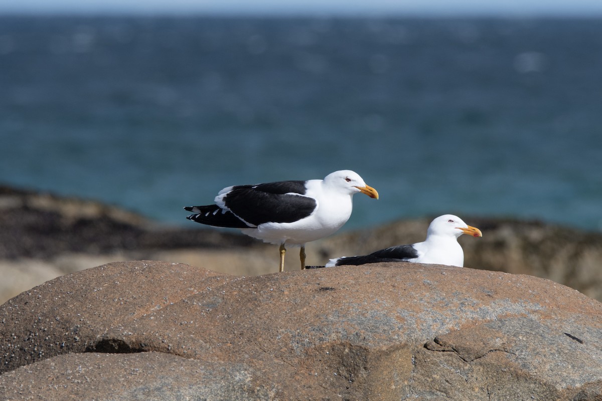 Kelp Gull - ML609915506