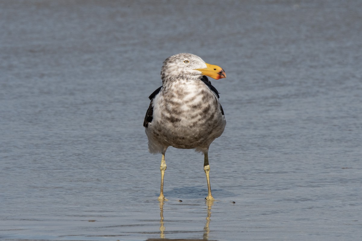 Pacific Gull - ML609915514