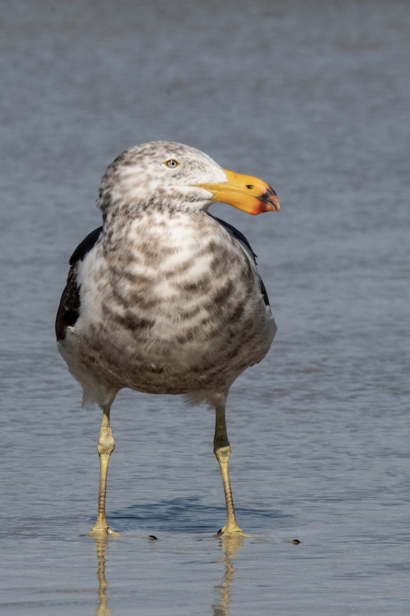 Pacific Gull - ML609915526