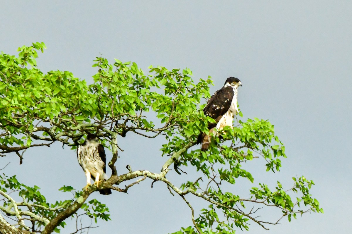 African Hawk-Eagle - ML609915548