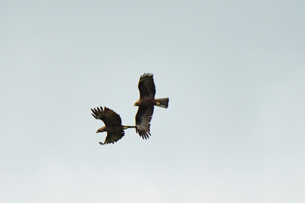 Águila de Wahlberg - ML609915598