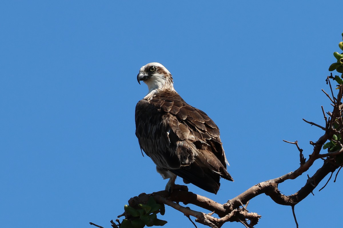 Osprey - ML609915614