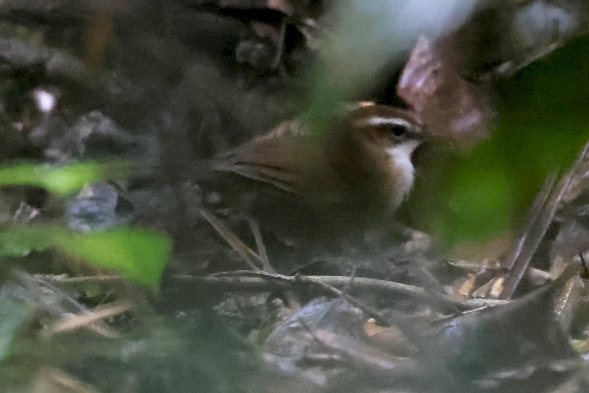 Long-legged Thicketbird - ML609915625