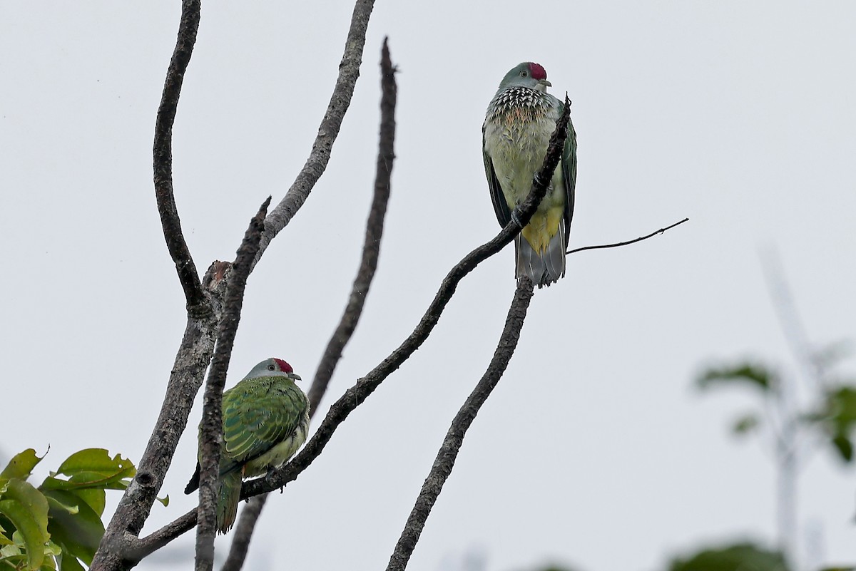 Many-colored Fruit-Dove - ML609915668