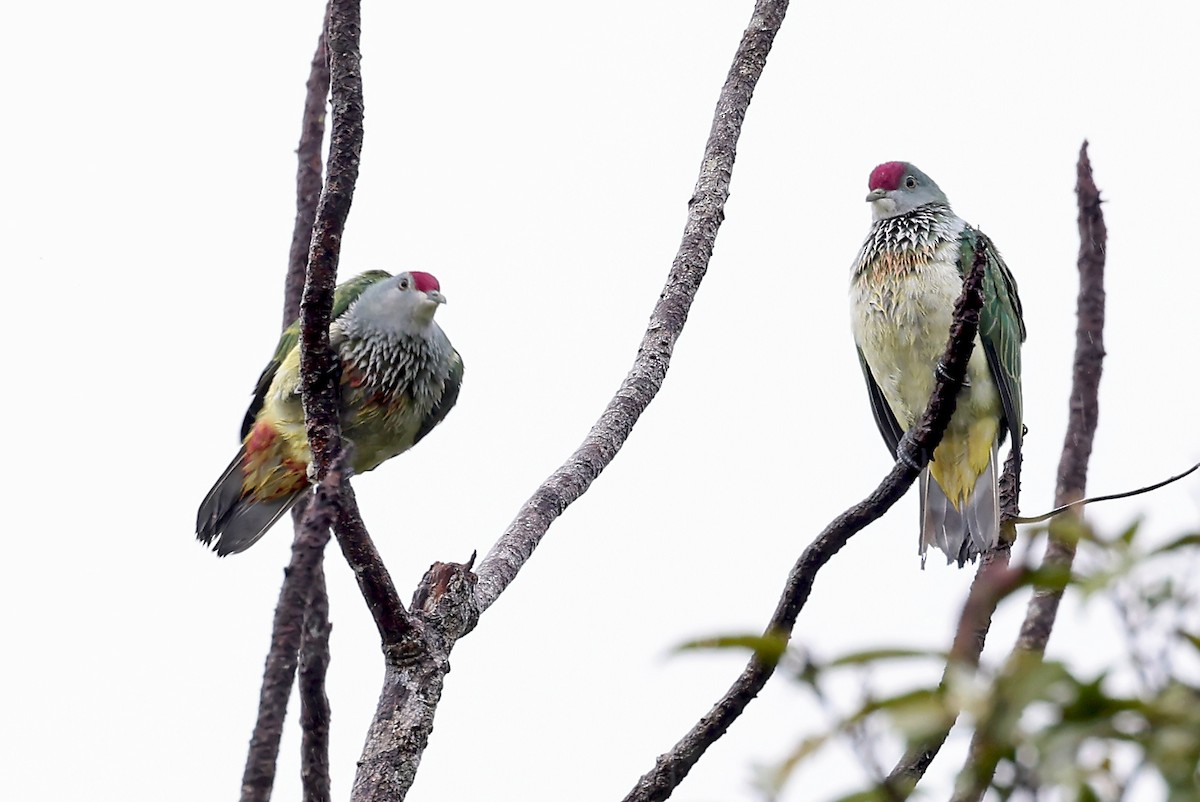 Many-colored Fruit-Dove - ML609915669