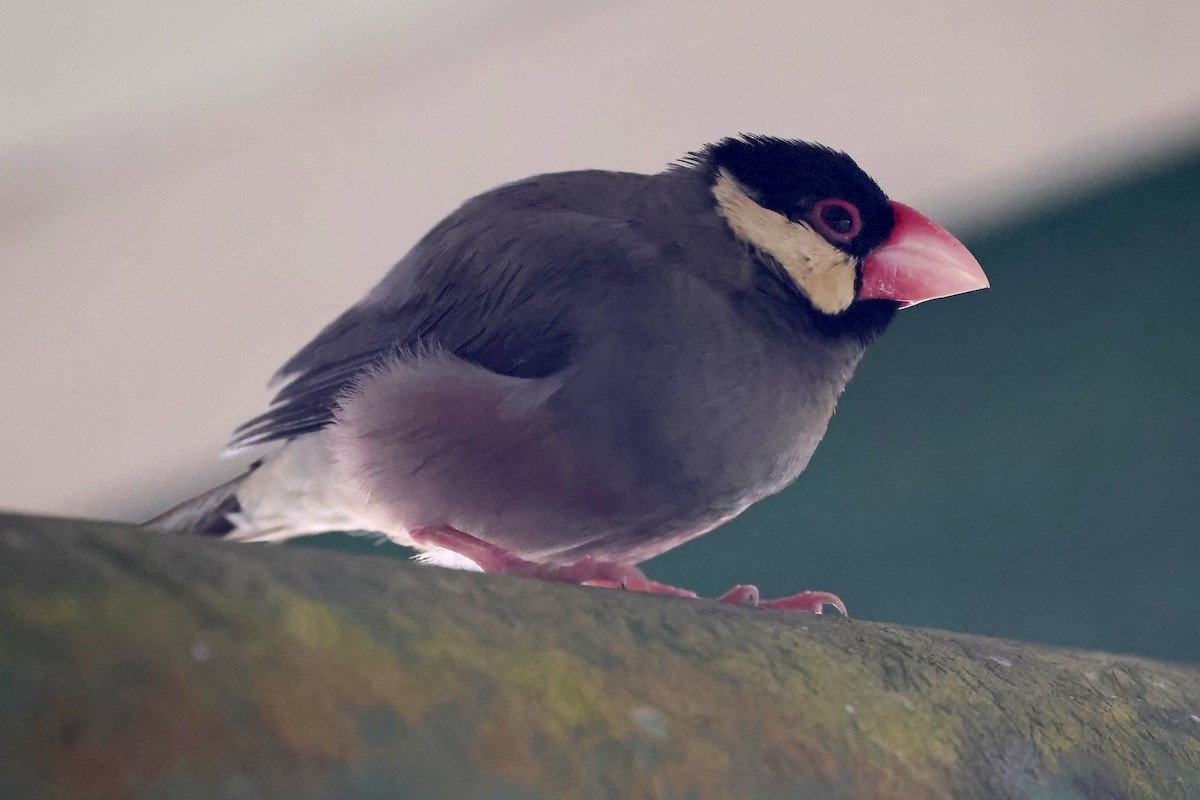 Java Sparrow - ML609915712