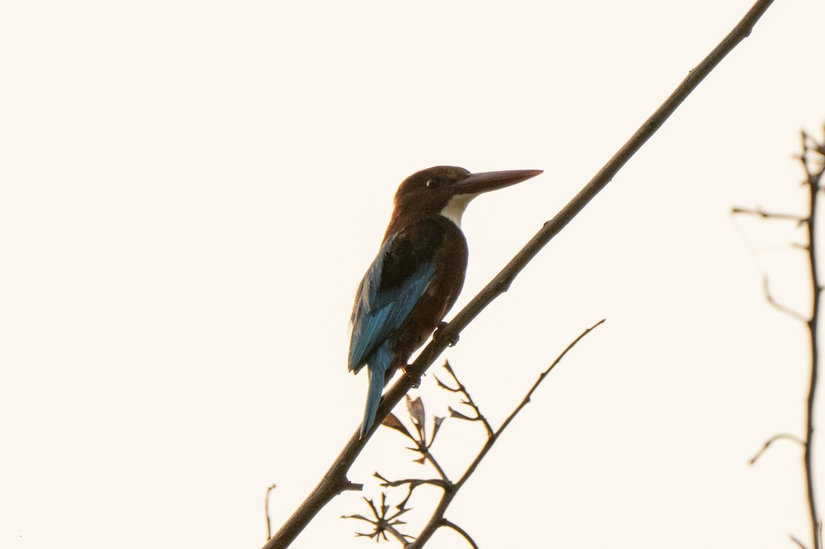 White-throated Kingfisher - Pranav Pula