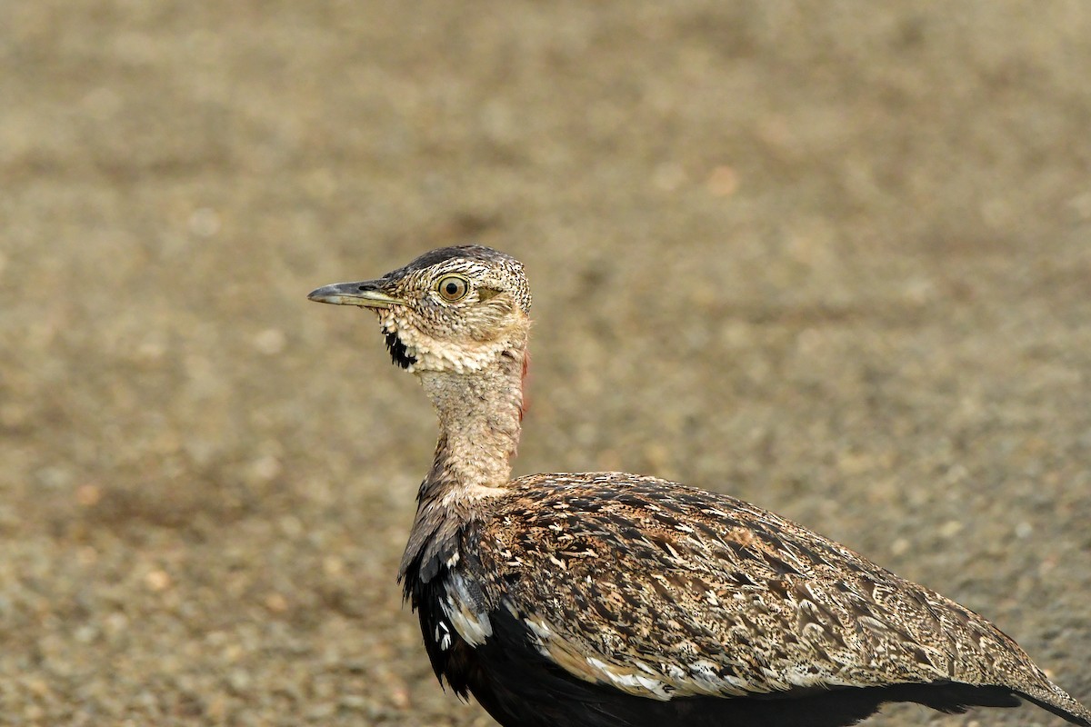 Red-crested Bustard - ML609915858