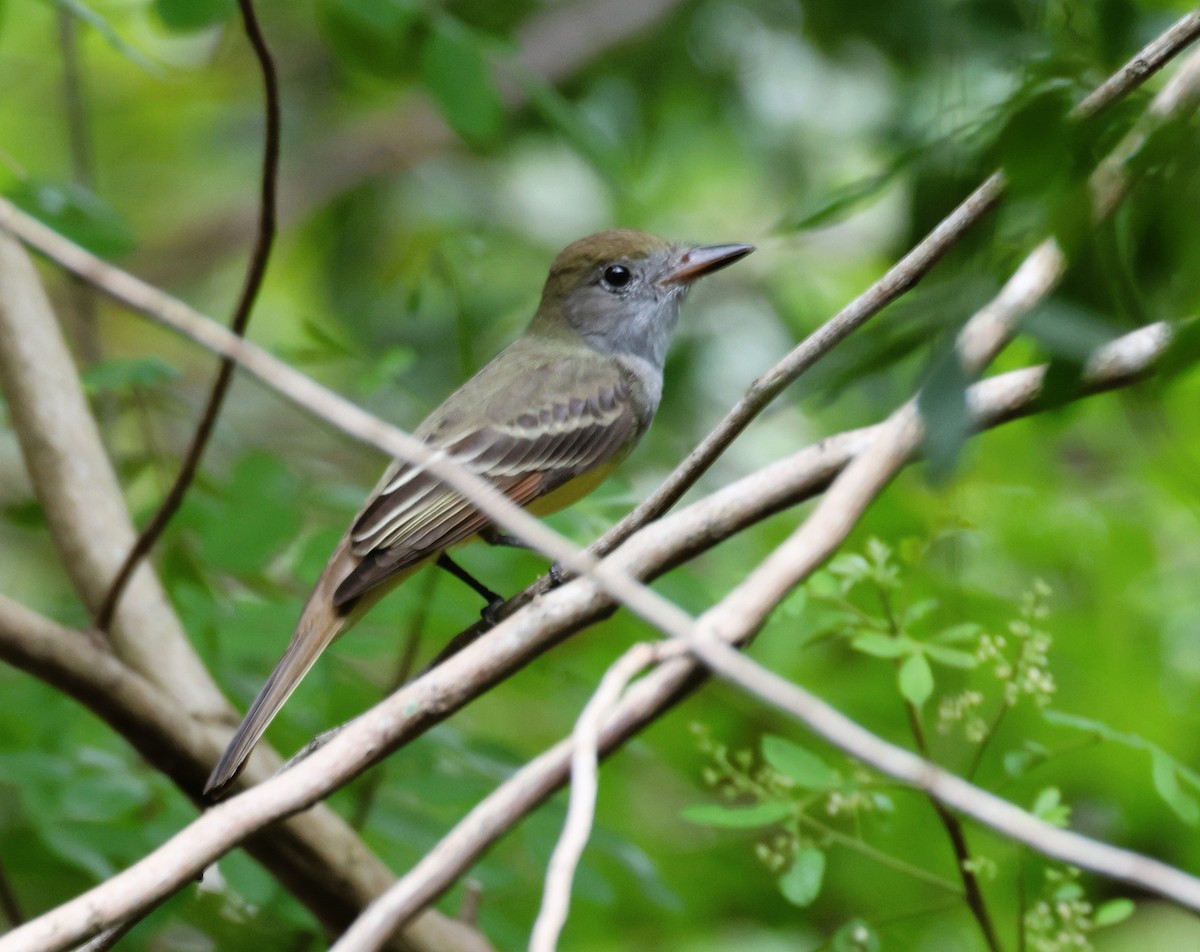 Great Crested Flycatcher - ML609915891