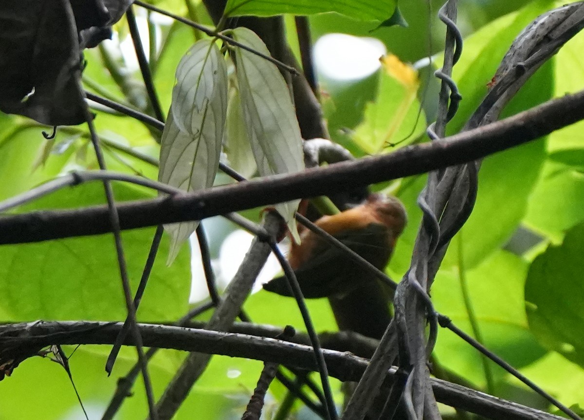 White-browed Piculet - Anisuzzaman Babla